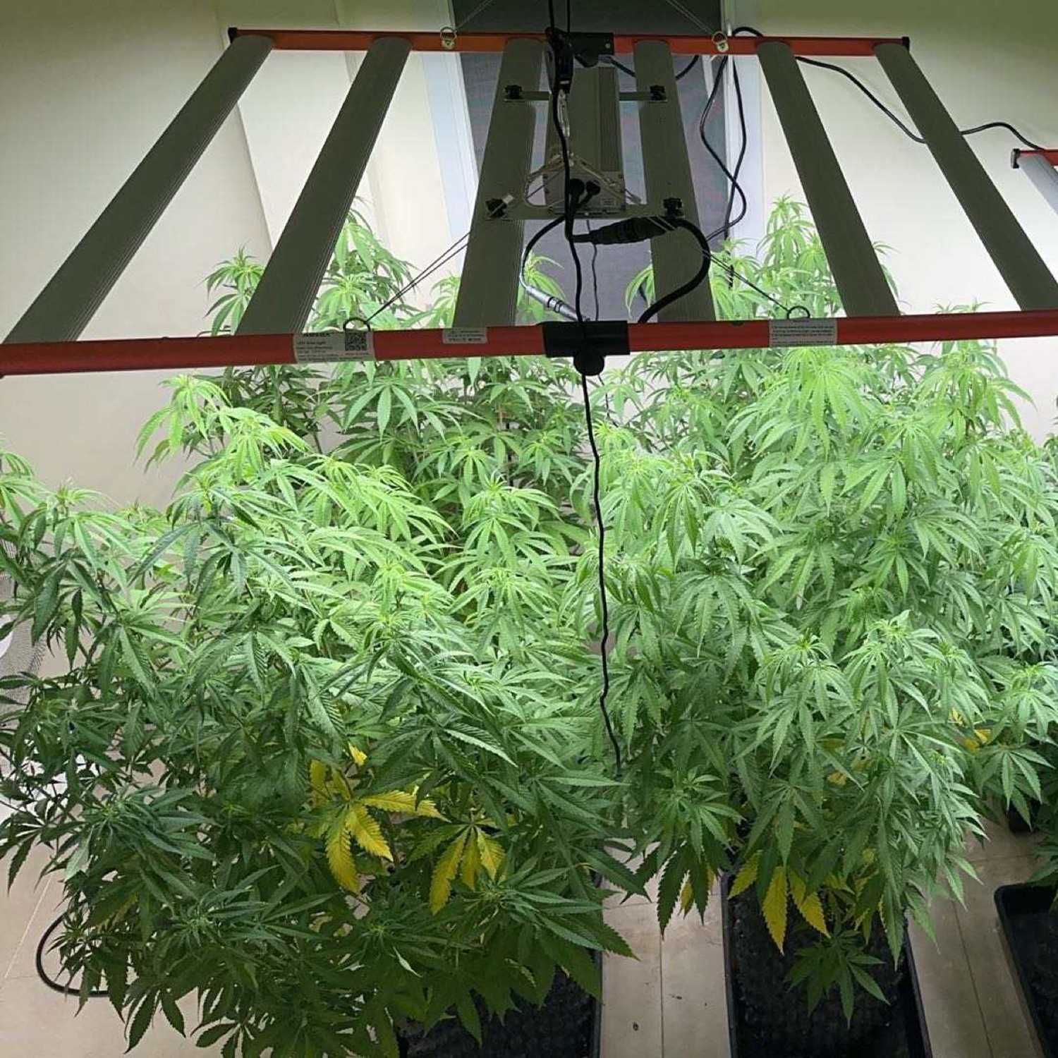full spectrum led grow light
