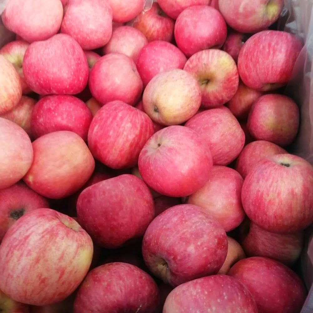 Fresh Chinese Red Gala Apples - China Fresh Paper Bagged FUJI