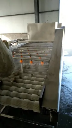 High Speed Automatic Brush Washing Machine for Shellfish