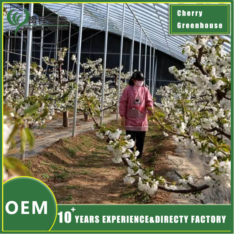 Cherry Greenhouse Structure for Efficient Fruit Cultivation