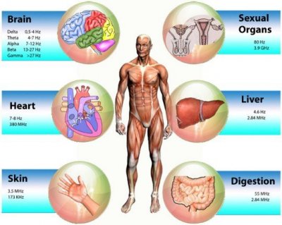 innovative bio-resonator 3d nls quantum body health analyzer