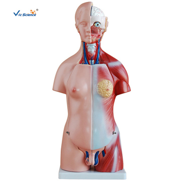 45cm uniseks torso 23 onderdelen