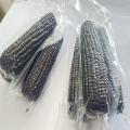 Quality Black Sweet Waxy Corn CObs