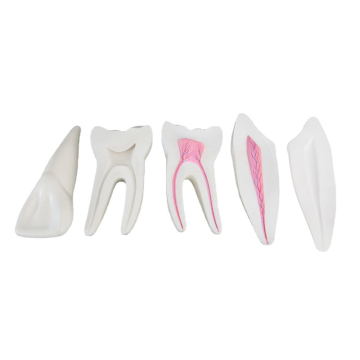 12 Times Enlarged Teeth Model ZM1047