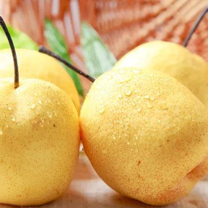 New Crop Fresh Ya Pear