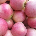 अच्छी गुणवत्ता के साथ थोक मूल्य Qinguan सेब