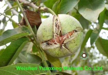 wise choice Chinese walnut kernels light pieces