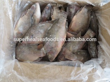 Good quality frozen Tilapia Fish whole round