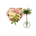 eurycomanone 10% 5% Tongkat Ali Extract 2% eurycomanone