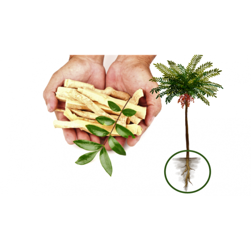 eurycomanone 10% 5% Tongkat Ali Extract 2% eurycomanone