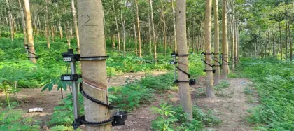 Fully Automatic Intelligent Rubber Tapping Machine