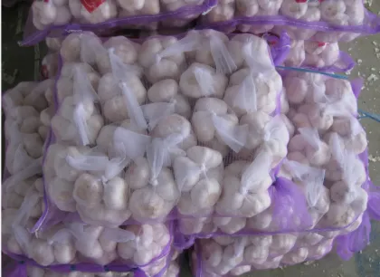 New Crop Fresh Chinease Garlic Vetetable