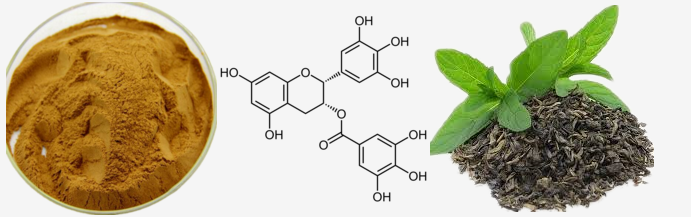 Tea polyphenol