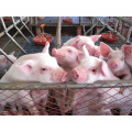 Soya Lecithin 70% Additives Improve Feed Conversion