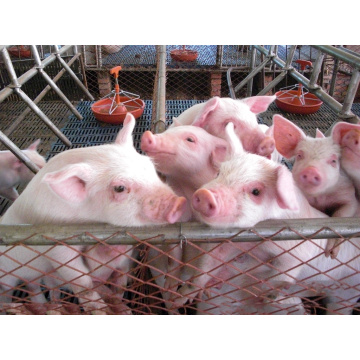 China Organic Feed Grade Dried jujube powder for Animals Supplier