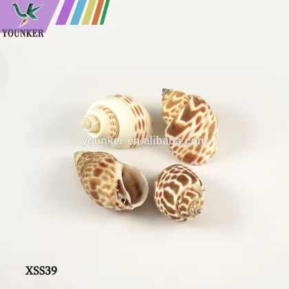 Colourful Shell And Conch Parts