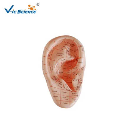 17CM Human Body Ear Massage Acupuncture Model