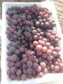 Começo das uvas vermelhas de Xinjiang