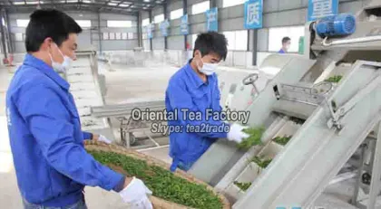 USDA Organic New Premium Dragon Well LongJing