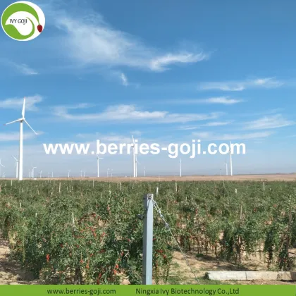 Nutrition Dried Organic Certificated Wolfberry