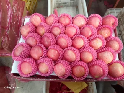 Yantai Fresh Fuji Apple