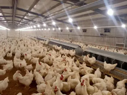 Automatic chicken egg collection box