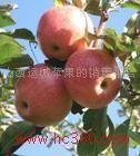 Shanxi Qinguan apple