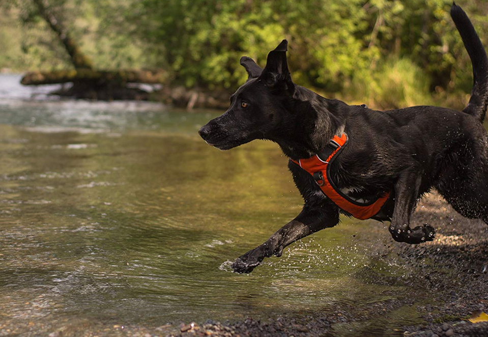 Heavy Duty Dog Harness