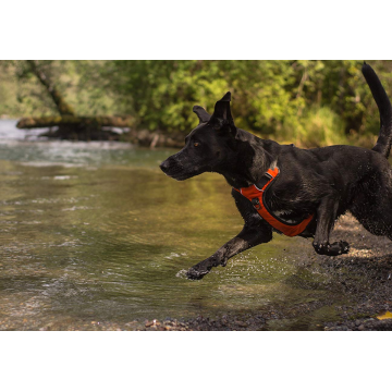 Arnés de perros de servicio pesado