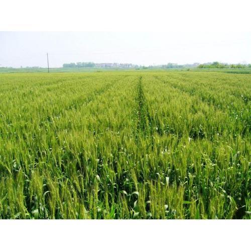 Tebuthiuron Fungicide Prothioconazole Ninety-eight percent Supplier