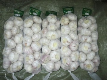 Top Quality Crop 2020 Normal Garlic