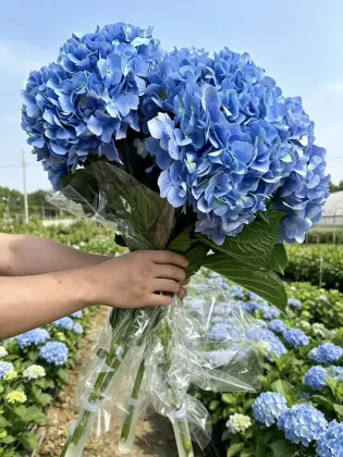 Fresh Cut Dark Blue Hydrangea directly from farm