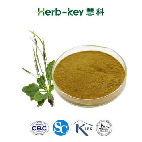 Natural Asiatic Plantain Herb Extract Asiatic Plantain Herb Extract Supplier