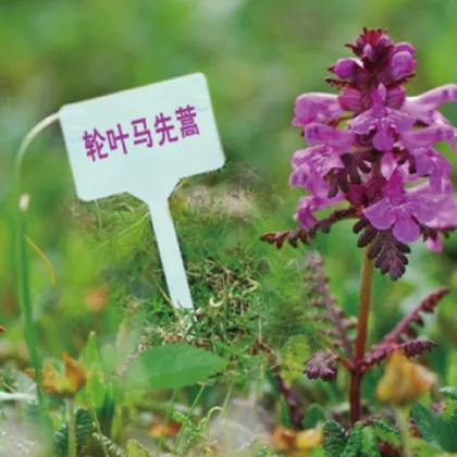 Customizable Plastic Stake Labels for Gardens and Flowers