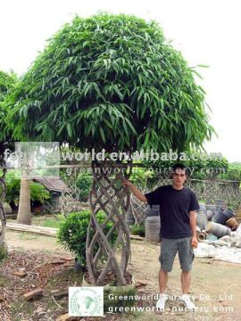 Ficus big Ficus irregularis