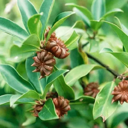 Single Spices: Discover the Versatility of Dry Star Anise and Dried Flower Star Anise for Cooking and Condiments