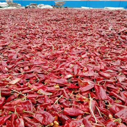 American Red Dried Yidu Chilies
