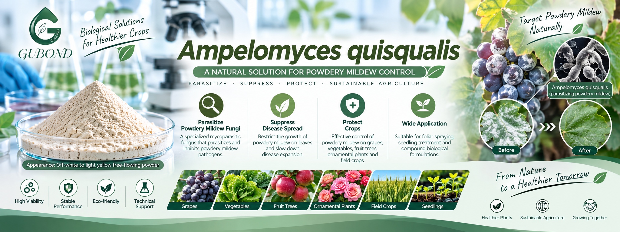 Ampelomyces quisqualis