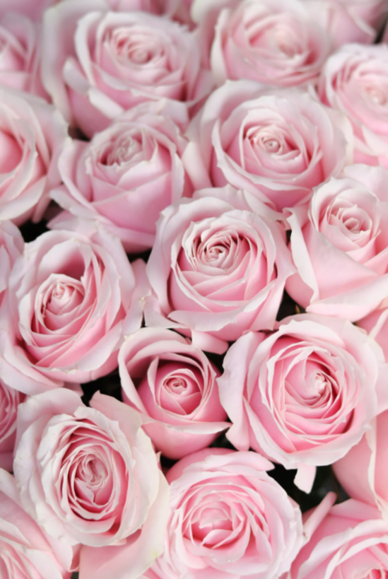 Pink Avalanche Rose