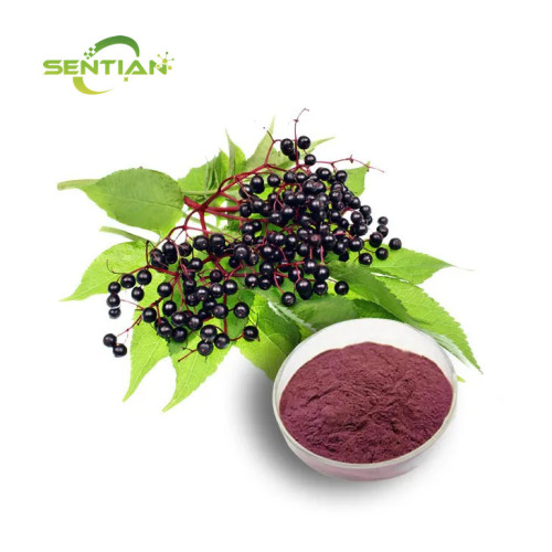 Black Elderberry Extract for Immune Support
