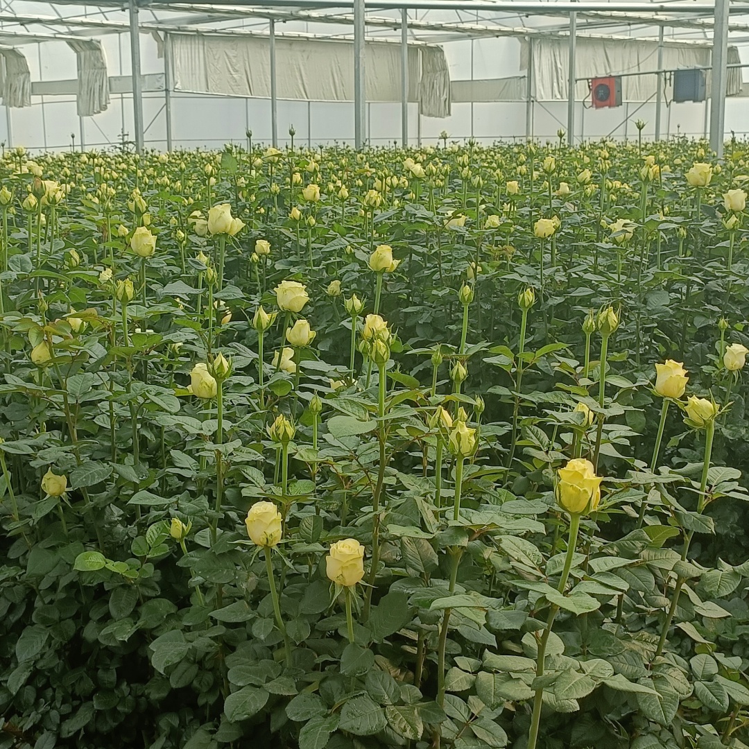 horticulture greenhouse film for rose flowers (2)