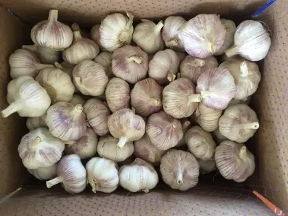 Brand New Crop Fresh Garlic