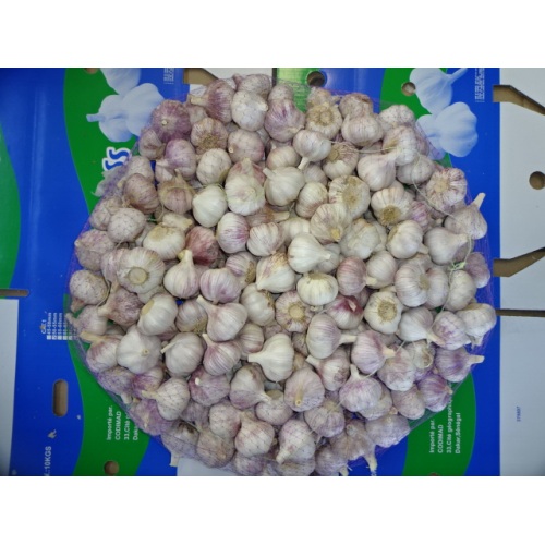 Low Price Fresh Garlic 2020