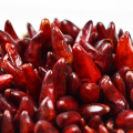 Direct sales authentic Guizhou bullet dry red pepper