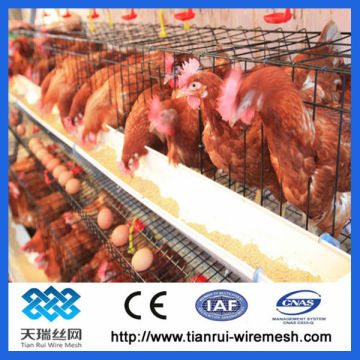 chicken poultry cage