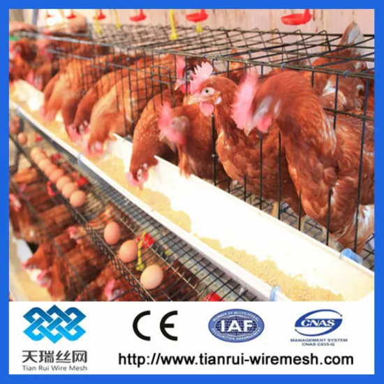 chicken poultry cage