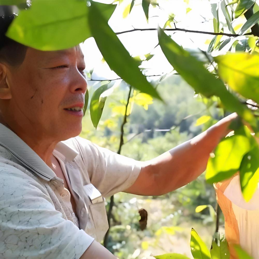 Pepper Picking Jpg