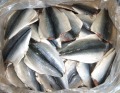 Eksportuj zamrożone ryby zamarznięta makreli Makrela motyla