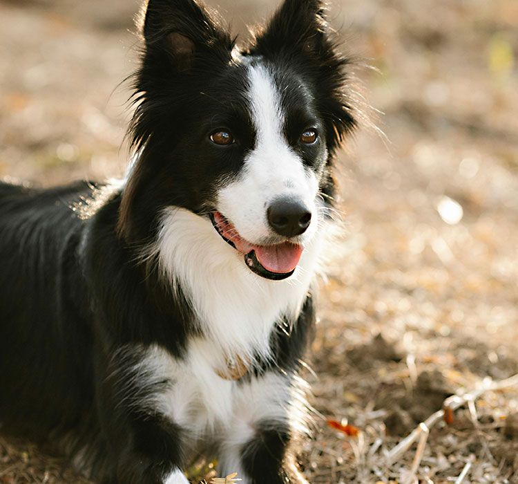 Title: The Sensory Delight of Rubber Dog Toys: A Tail-Wagging Experience for Your Furry Companion