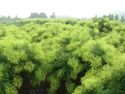 Sophorae flos extract powder